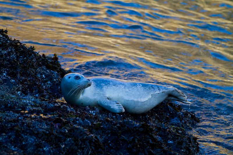 Harbor Seal